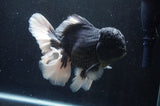Giant Thai Oranda  Panda 7 Inch (ID#415T5a-123)