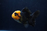 Thai Oranda  Red Black 4.5 Inch (ID#1210To6b-109)