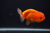 Juvenile Lionchu  Red White 3.5 Inch (ID#0107R11a-15) Free2Day SHIPPING