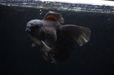 Thai Oranda  Black 6.5 Inch (ID#307To6b-122)