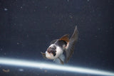 Baby Thai Oranda  Panda 2.5 Inch (ID#1018ToPTD-15) Free2Day SHIPPING