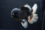 Giant Thai Oranda  Panda 7 Inch (ID#415T5a-123)