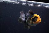 Thai Oranda  Red Black 4.5 Inch (ID#1210To6b-109)