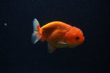 Juvenile Lionchu  Red White 3.5 Inch (ID#0107R11a-15) Free2Day SHIPPING