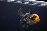 Thai Oranda  Red Black 4.5 Inch (ID#1210To6b-109)