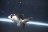 Baby Thai Oranda  Panda 2.5 Inch (ID#1018ToPTD-15) Free2Day SHIPPING