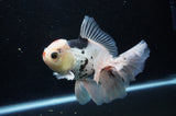 Thai Oranda  Tricolor 5.5 Inch (ID#307To6c-123)