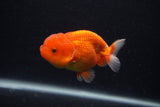 Juvenile Lionchu  Red White 3.5 Inch (ID#0107R11a-15) Free2Day SHIPPING