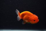 Juvenile Lionchu  Red White 3.5 Inch (ID#0107R11a-15) Free2Day SHIPPING