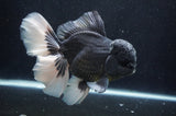 Giant Thai Oranda  Panda 7 Inch (ID#415T5a-123)
