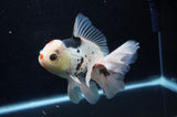 Thai Oranda  Tricolor 5.5 Inch (ID#307To6c-123)