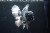 Giant Thai Oranda  Panda 7 Inch (ID#415T5a-123)