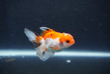 Baby Thai Oranda  Tricolor 3 Inch (ID#1018ToPTD-16) Free2Day SHIPPING