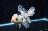 Thai Oranda  Tricolor 5.5 Inch (ID#307To6c-123)