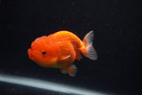 Juvenile Lionchu  Red White 3.5 Inch (ID#0107R11a-15) Free2Day SHIPPING