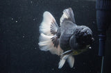 Giant Thai Oranda  Panda 7 Inch (ID#415T5a-123)