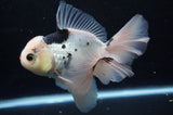 Thai Oranda  Tricolor 5.5 Inch (ID#307To6c-123)