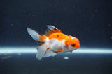 Baby Thai Oranda  Tricolor 3 Inch (ID#1018ToPTD-16) Free2Day SHIPPING