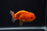 Juvenile Lionchu  Red White 3.5 Inch (ID#0107R11a-15) Free2Day SHIPPING