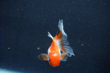 Baby Thai Oranda  Tricolor 3 Inch (ID#1018ToPTD-16) Free2Day SHIPPING