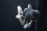 Giant Thai Oranda  Panda 7 Inch (ID#415T5a-123)