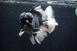 Giant Thai Oranda  Panda 7 Inch (ID#415T5a-123)