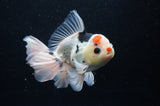 Thai Oranda  Tricolor 5.5 Inch (ID#307To6c-123)