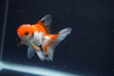 Baby Thai Oranda  Tricolor 3 Inch (ID#1018ToPTD-16) Free2Day SHIPPING