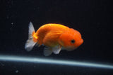 Juvenile Lionchu  Red White 3.5 Inch (ID#0107R11a-16) Free2Day SHIPPING