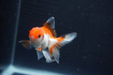 Baby Thai Oranda  Tricolor 3 Inch (ID#1018ToPTD-16) Free2Day SHIPPING