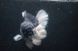 Giant Thai Oranda  Panda 7 Inch (ID#415T5a-123)