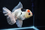 Thai Oranda  Tricolor 5.5 Inch (ID#307To6c-123)