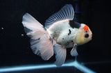 Thai Oranda  Tricolor 5.5 Inch (ID#307To6c-123)