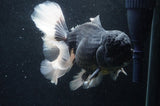 Giant Thai Oranda  Panda 7 Inch (ID#415T5a-123)