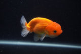 Juvenile Lionchu  Red White 3.5 Inch (ID#0107R11a-16) Free2Day SHIPPING