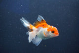 Baby Thai Oranda  Tricolor 3 Inch (ID#1018ToPTD-16) Free2Day SHIPPING