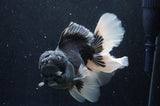 Giant Thai Oranda  Panda 7 Inch (ID#415T5a-123)
