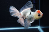 Thai Oranda  Tricolor 5.5 Inch (ID#307To6c-123)