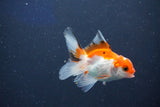 Baby Thai Oranda  Tricolor 3 Inch (ID#1018ToPTD-16) Free2Day SHIPPING