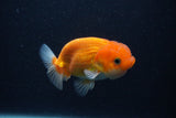 Juvenile Lionchu  Red White 3.5 Inch (ID#0107R11a-16) Free2Day SHIPPING