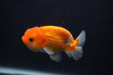 Juvenile Lionchu  Red White 3.5 Inch (ID#0107R11a-16) Free2Day SHIPPING