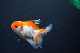 Baby Thai Oranda  Tricolor 3 Inch (ID#1018ToPTD-16) Free2Day SHIPPING