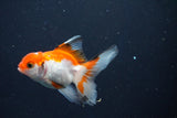 Baby Thai Oranda  Tricolor 3 Inch (ID#1018ToPTD-16) Free2Day SHIPPING