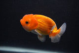 Juvenile Lionchu  Red White 3.5 Inch (ID#0107R11a-16) Free2Day SHIPPING