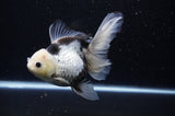 Thai Oranda  Panda 6 Inch (ID#307To6b-124)