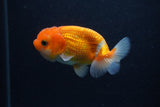 Juvenile Lionchu  Red White 3.5 Inch (ID#0107R11a-16) Free2Day SHIPPING