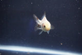 Baby Thai Oranda  Panda 2 Inch (ID#1018ToPTD-17) Free2Day SHIPPING