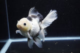 Thai Oranda  Panda 6 Inch (ID#307To6b-124)