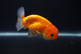 Juvenile Lionchu  Red White 3.5 Inch (ID#0107R11a-16) Free2Day SHIPPING