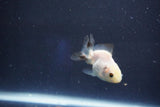 Baby Thai Oranda  Panda 2 Inch (ID#1018ToPTD-17) Free2Day SHIPPING